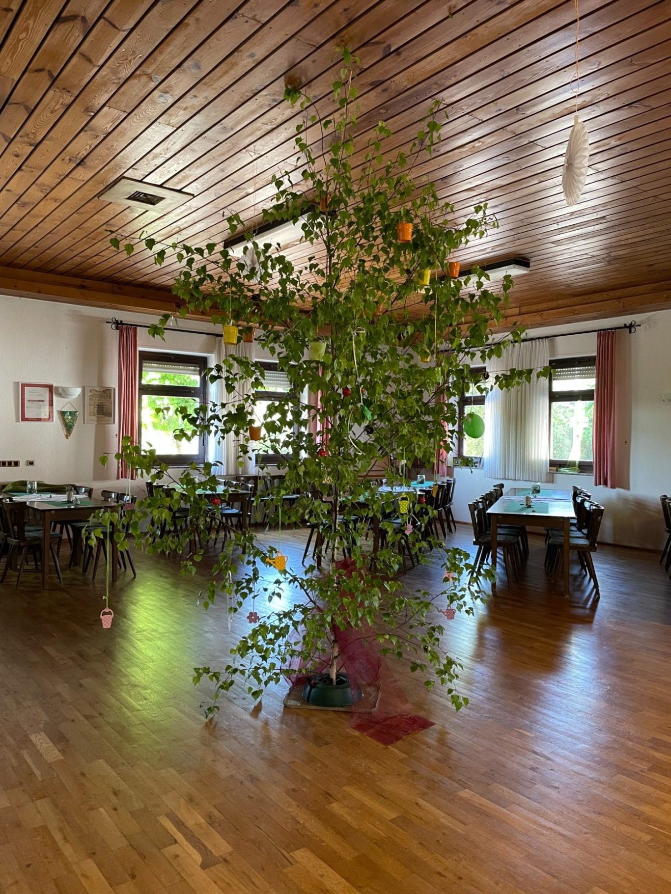 Maibaum aufgestellt im Sängerheim des MGV Lingenfeld